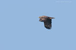 Seeadler