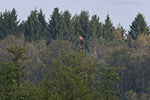 Seeadler