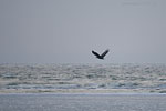 Seeadler