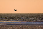 Seeadler