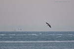 Seeadler