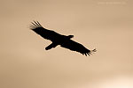 Seeadler