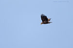 Seeadler