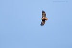 Seeadler