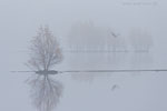 Seeadler