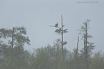 Seeadler