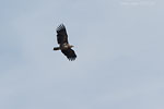 Seeadler