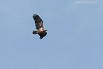 Seeadler