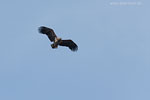 Seeadler