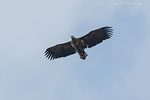 Seeadler