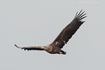 Seeadler
