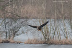 Seeadler