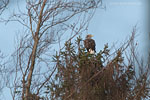 Seeadler
