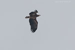 Seeadler