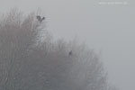 Seeadler