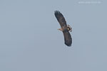Seeadler