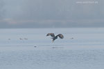Seeadler