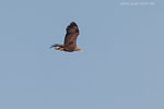 Seeadler