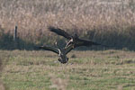 Seeadler jagt Kranich