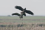 Seeadler jagt Kranich