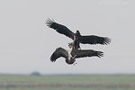 Seeadler jagt Kranich