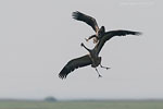 Seeadler jagt Kranich