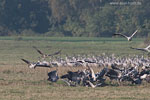 Seeadler jagt Kranich