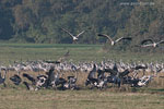 Seeadler jagt Kranich