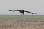 Seeadler jagt Kranich