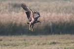 Seeadler jagt Kranich