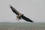 Seeadler jagt Kranich