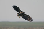 Seeadler jagt Kranich