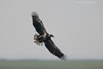 Seeadler jagt Kranich