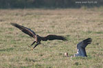 Seeadler jagt Kranich