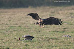 Seeadler jagt Kranich