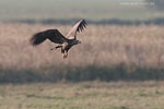 Seeadler jagt Kranich