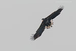 Seeadler jagt Kranich