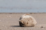 Seehund