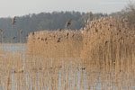 Seenlandschaft