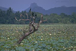 SriLanka