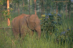 SriLanka