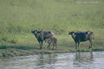 SriLanka