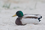 Stockente