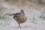 Stockente