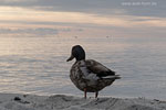 Stockente