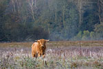 Verschiedene Tierarten