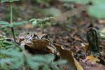 Verschiedene Tierarten