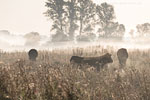 Verschiedene Tierarten