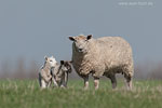 Verschiedene Tierarten