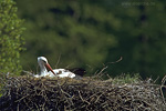 Tierkinder